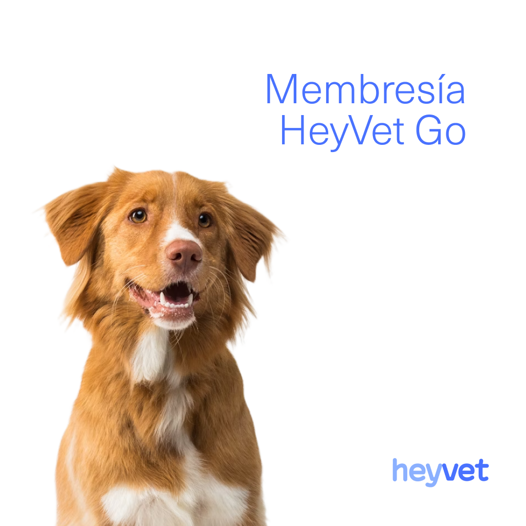 HeyVet Go