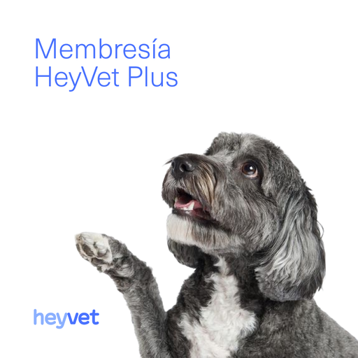 HeyVet Plus